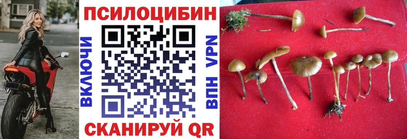 где продают Голицыно Псилоцибиновые грибы Cubensis